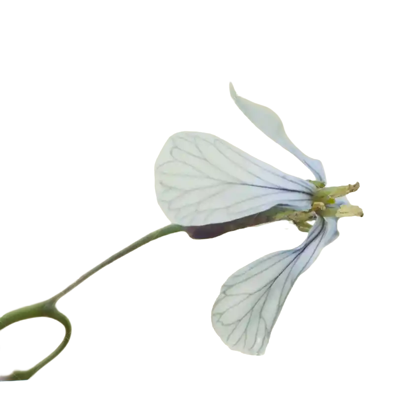 Wild Radish (Jointed Charlock)