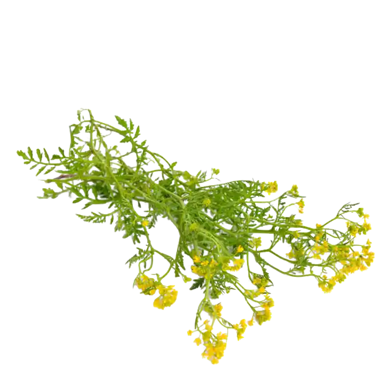 Great Yellow-Cress