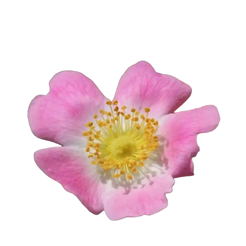 Apple Rose (Soft-Leaved Rose)