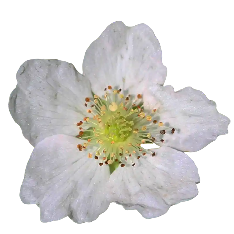 European Dewberry