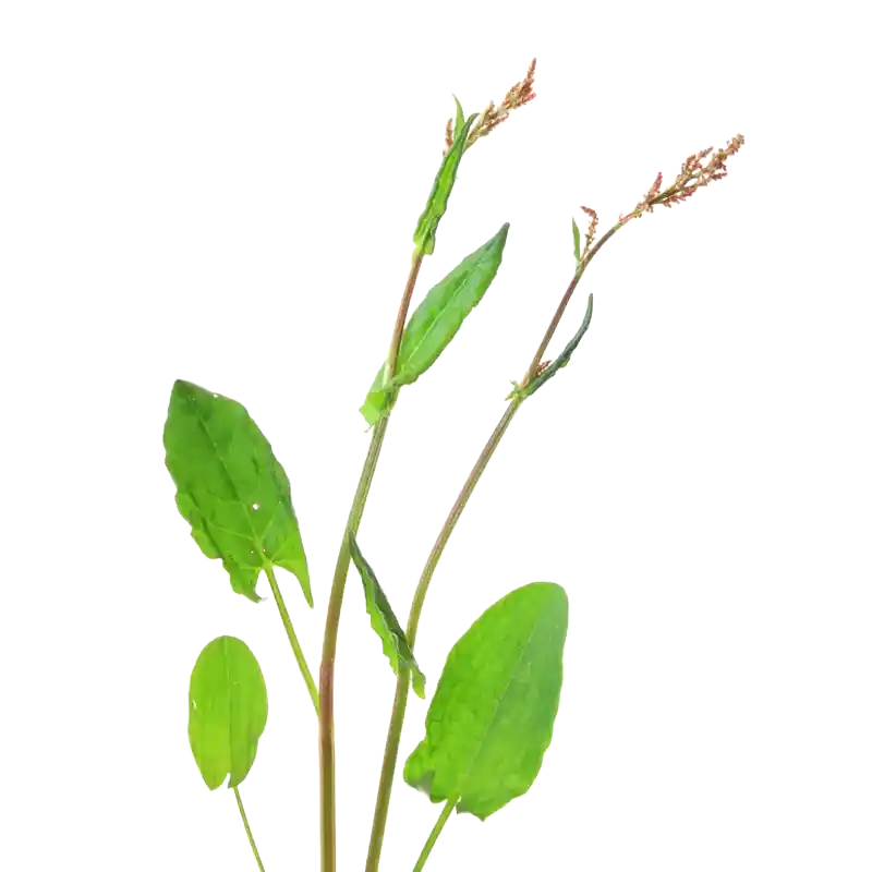 Common Sorrel