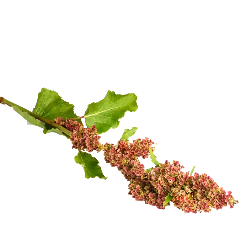 Alpine Dock (Monk's Rhubarb)