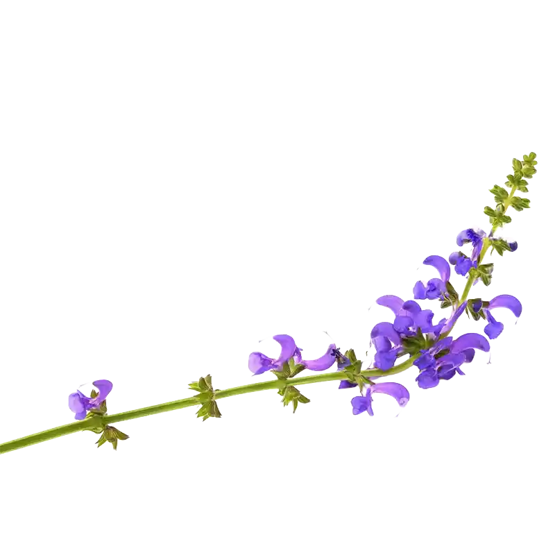 Meadow Clary (Meadow Sage)
