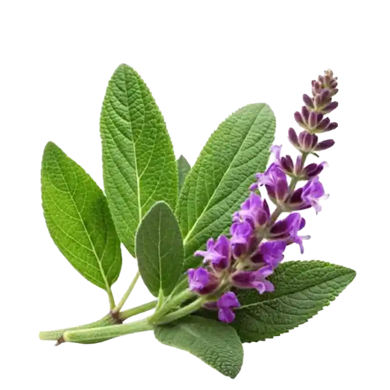 Wild Clary (Clear-Eye)