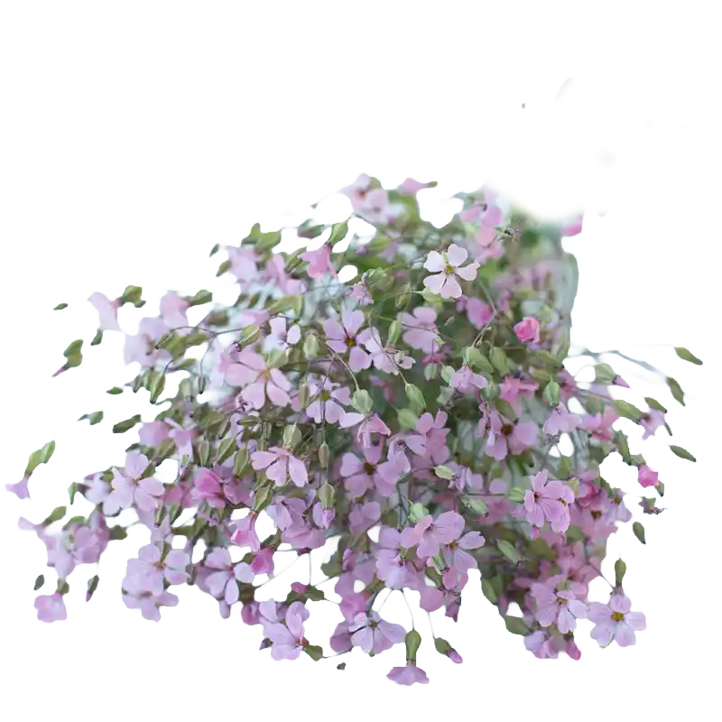 Cowherb (Cow Basil)