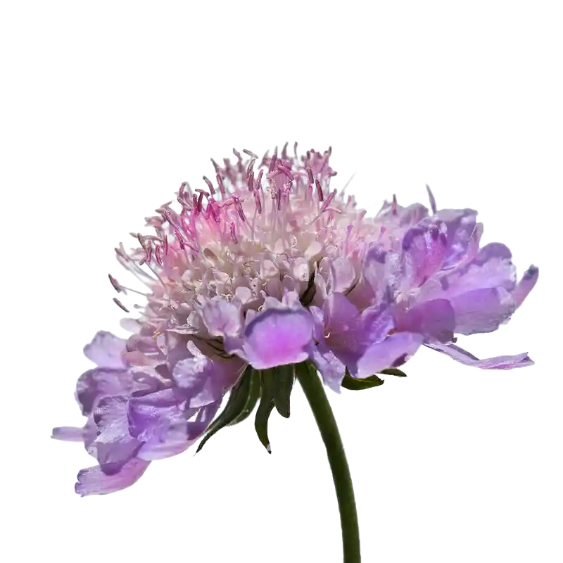 Small Scabious