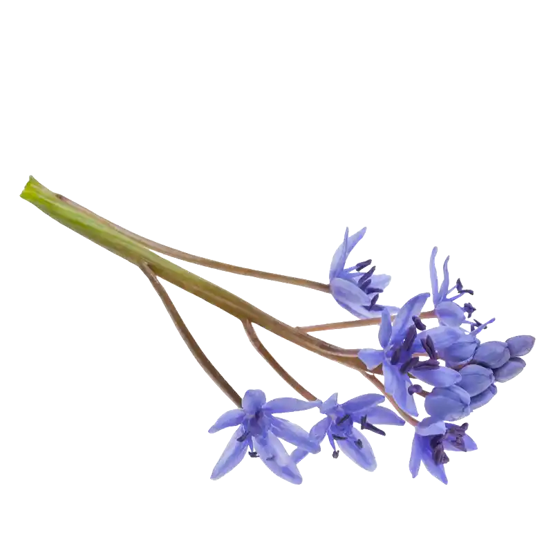Alpine Squill (Two-Leaf Squill)
