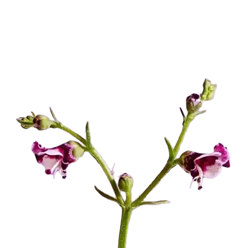 Dog Figwort (French Figwort)