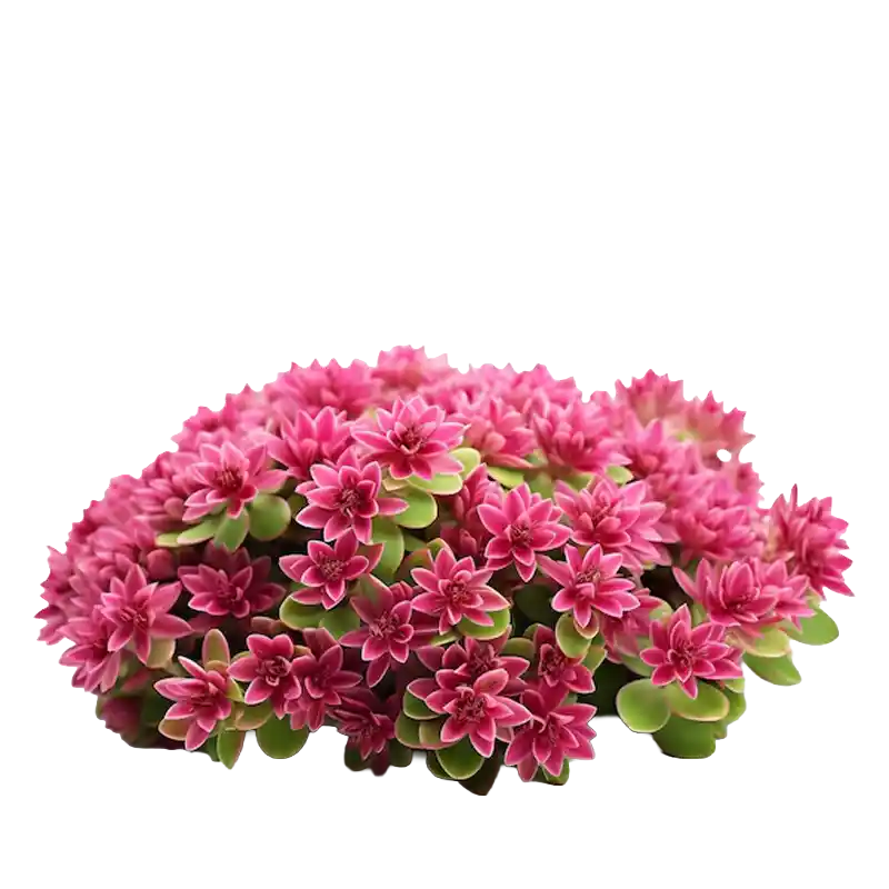 White Stonecrop