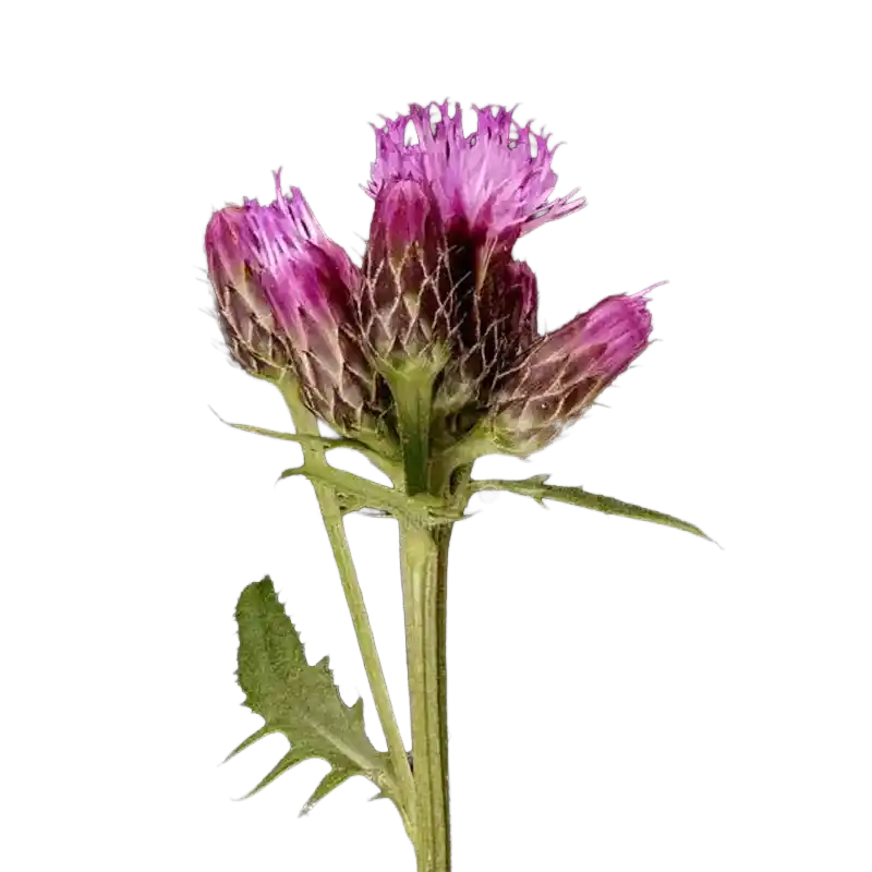 Saw-wort