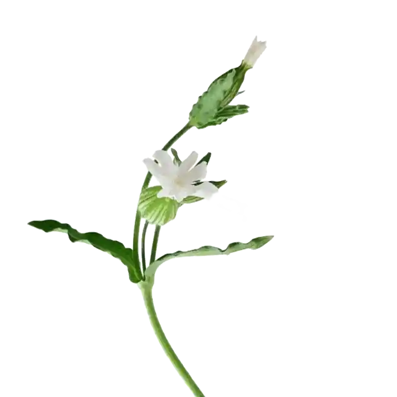 White Campion