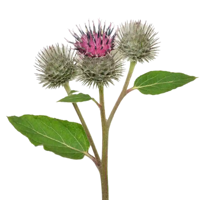 Ivory Thistle (Silver Milk Thistle)