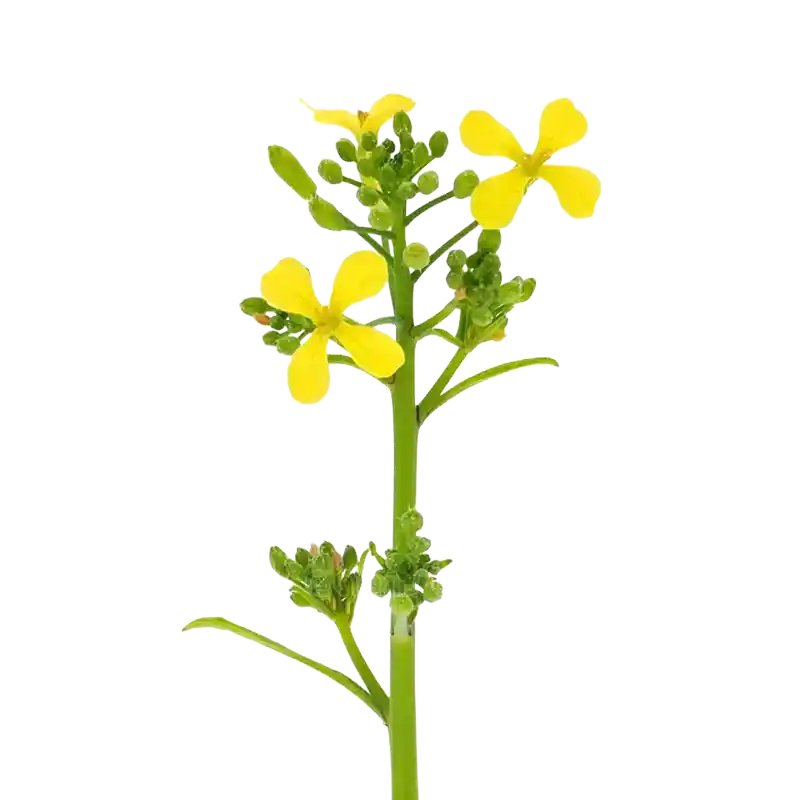 Charlock (Wild Mustard)