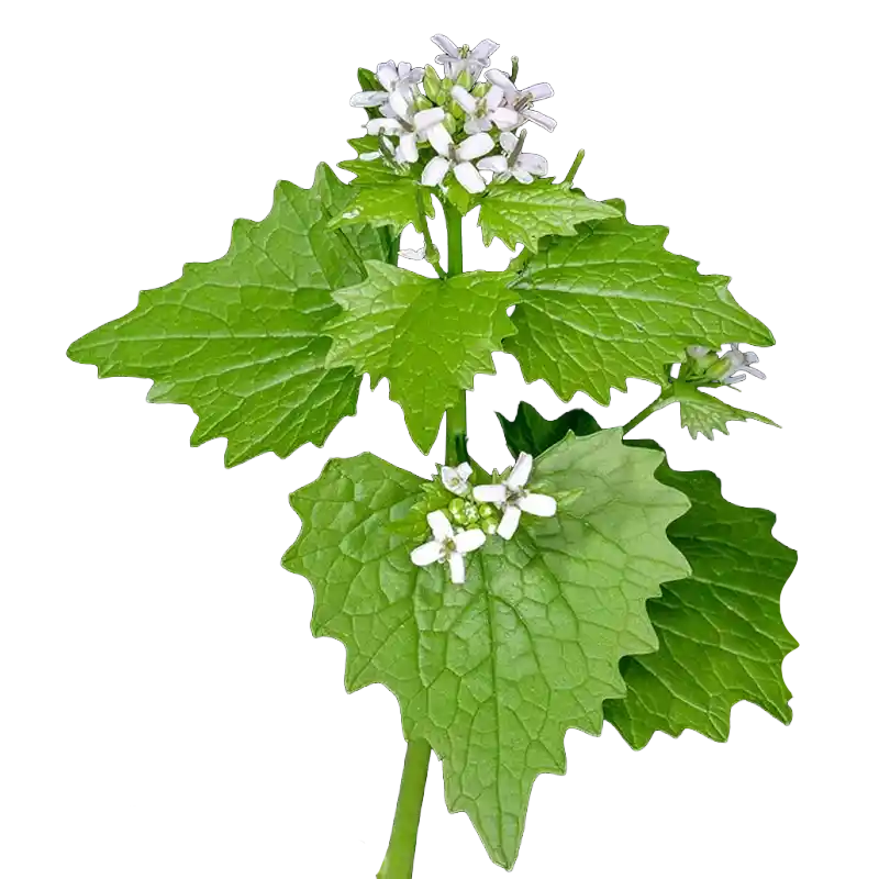 Garlic Mustard (Jack-by-the-Hedge)