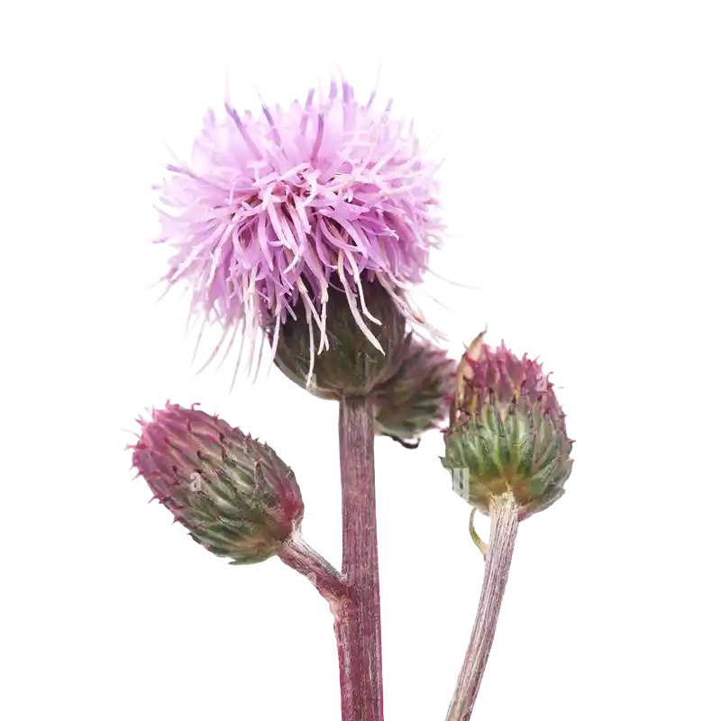 Common Sow-thistle