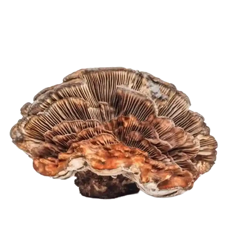 Turkey Tail