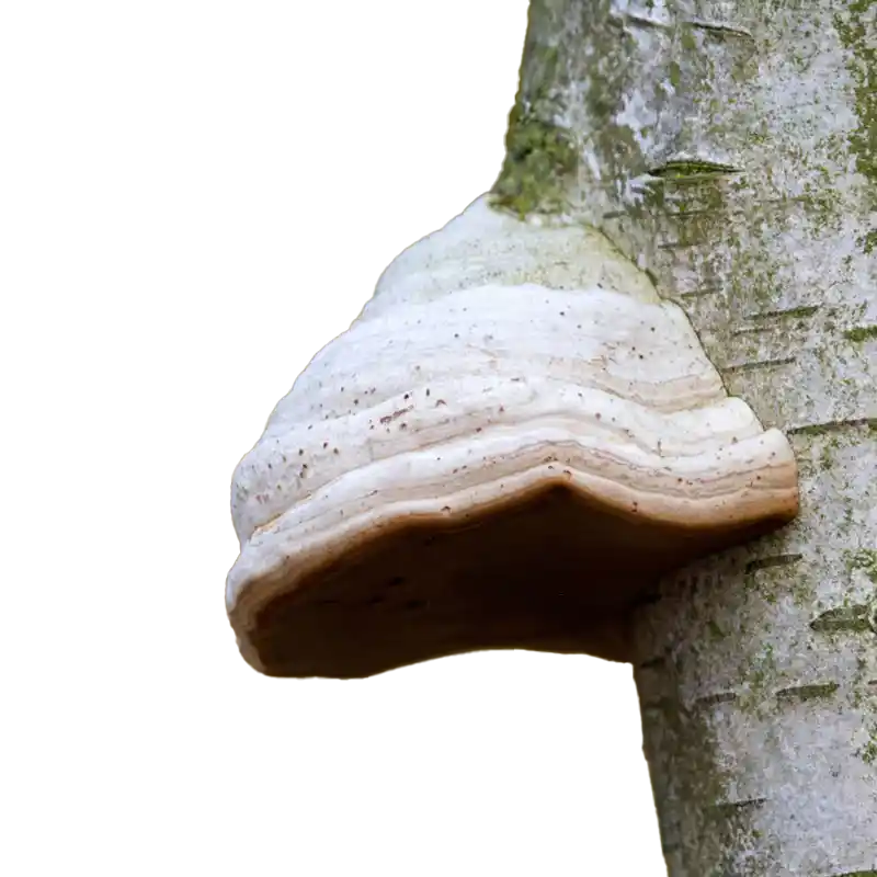 Birch Polypore (Iceman's Fungus)