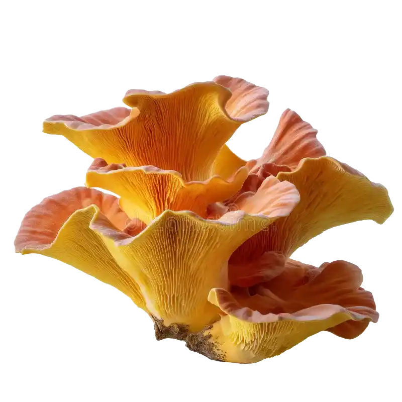 Chicken of the Woods