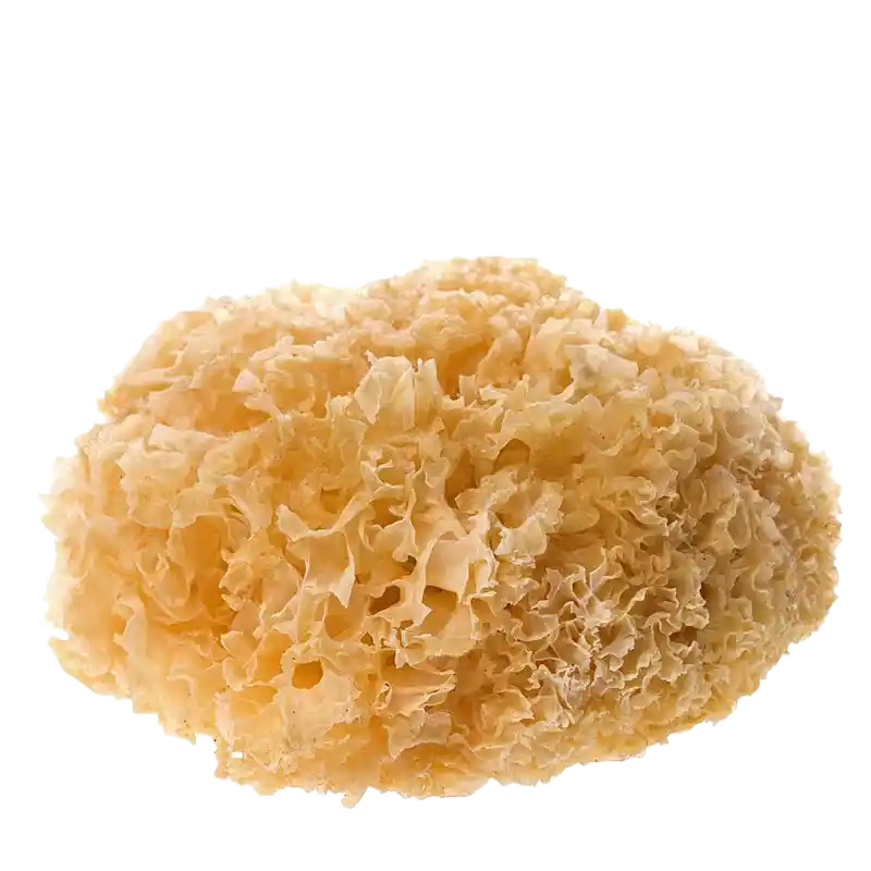 Cauliflower Mushroom