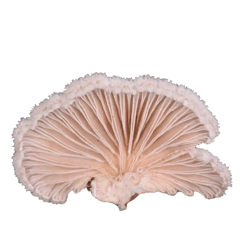 Split Gill