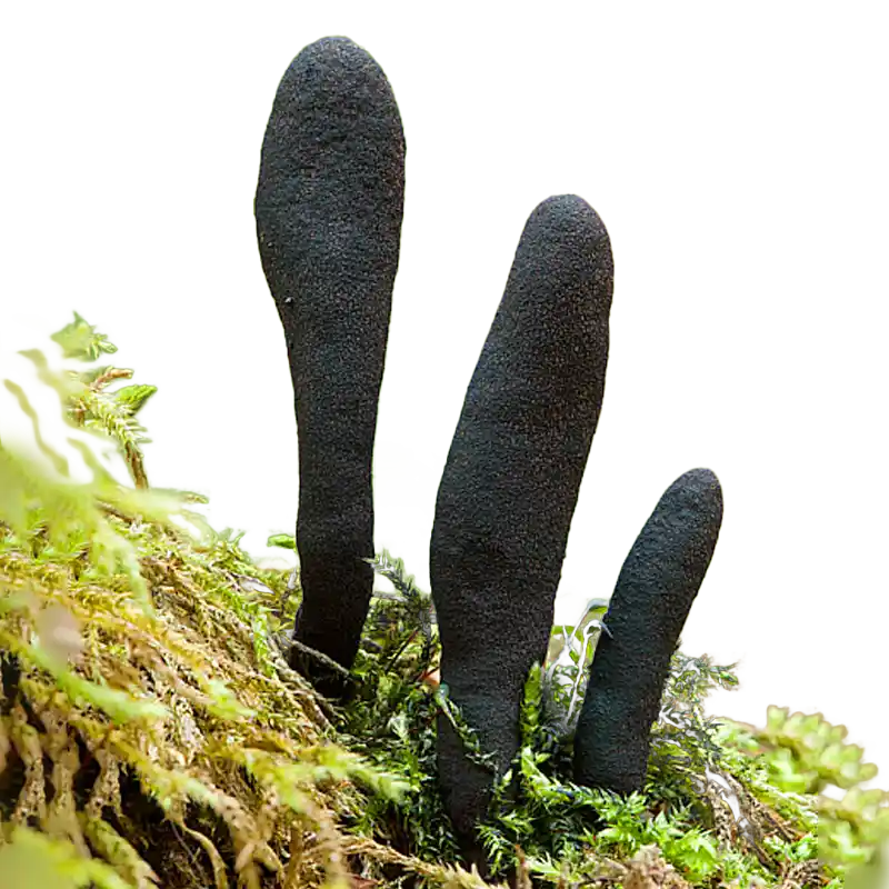 Wu Ling Shen (Black Xylaria)