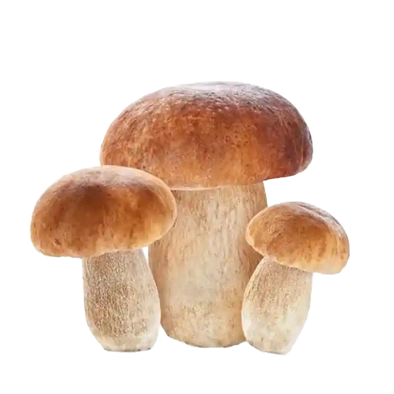 Porcini (King Bolete)
