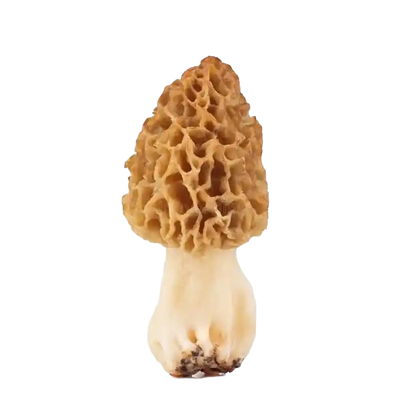 Morel