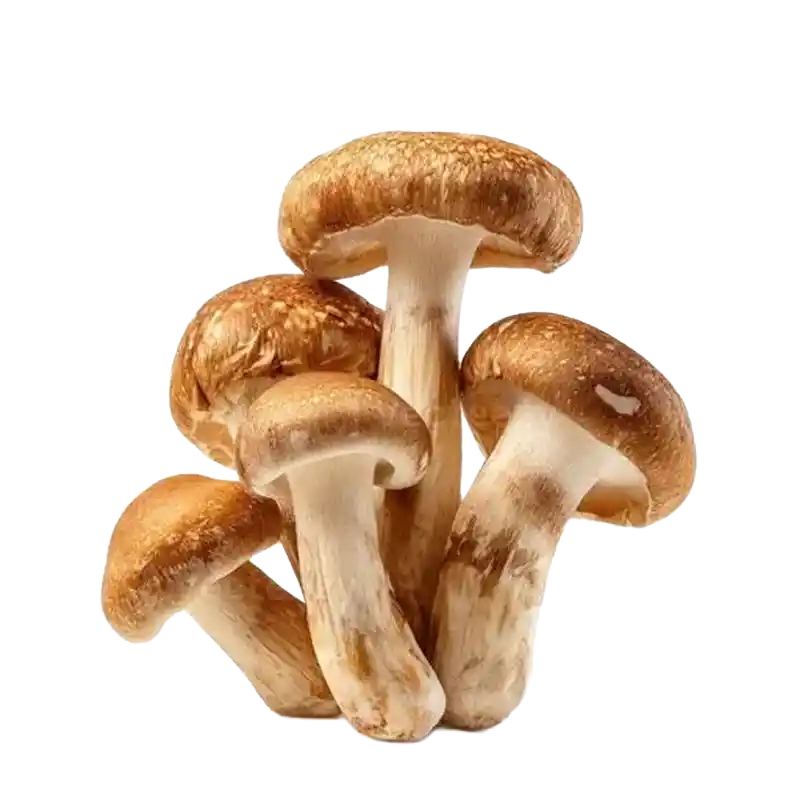 Paddy Straw Mushroom