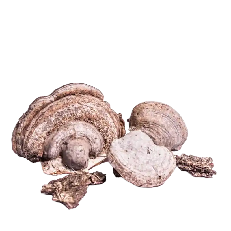 Tinder Fungus (Amadou)