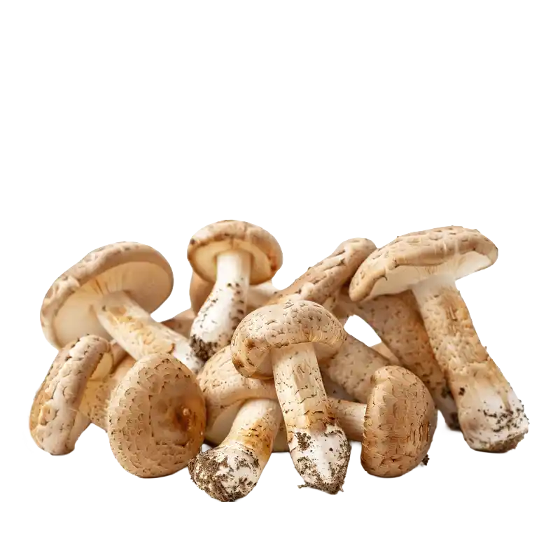 Field Mushroom