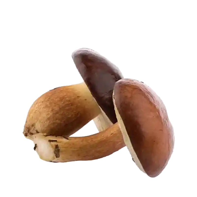 Bay Bolete