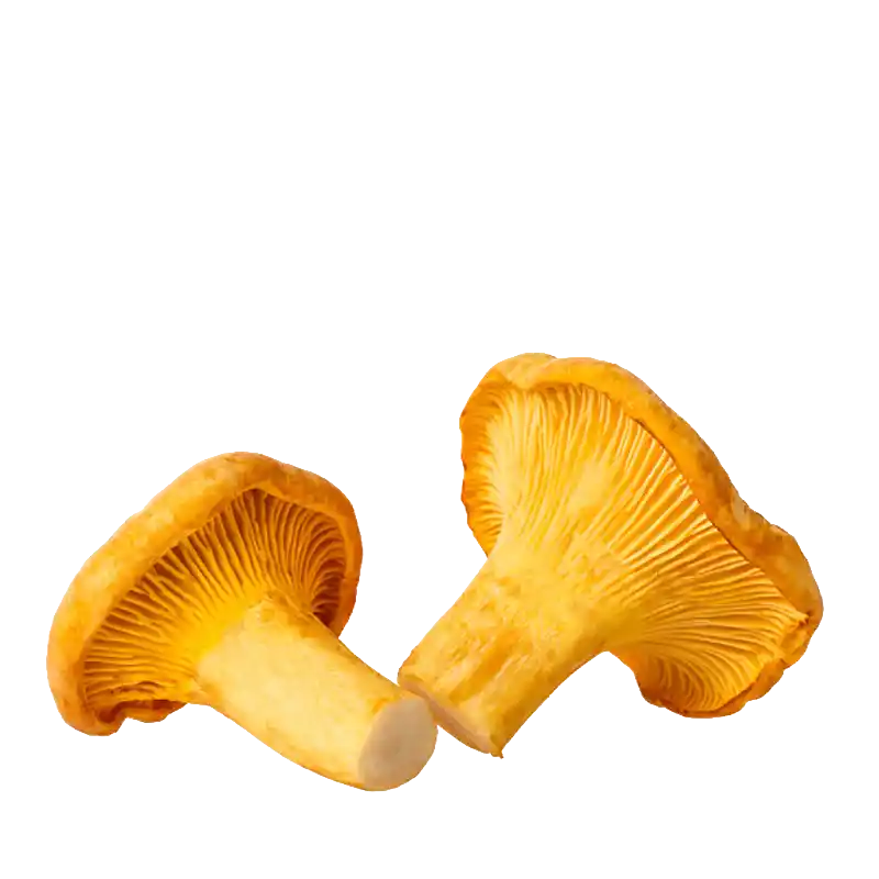 Golden Chanterelle