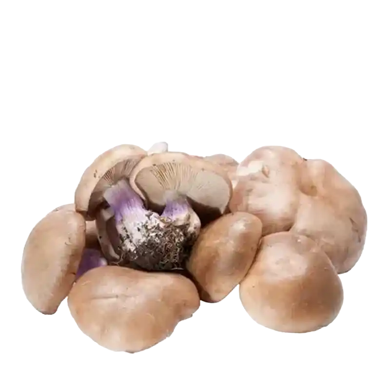 Wood Blewit
