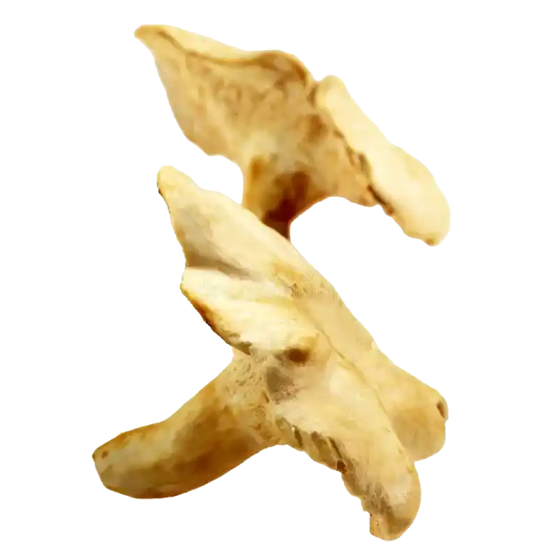 Hedgehog Mushroom (Wood Hedgehog)