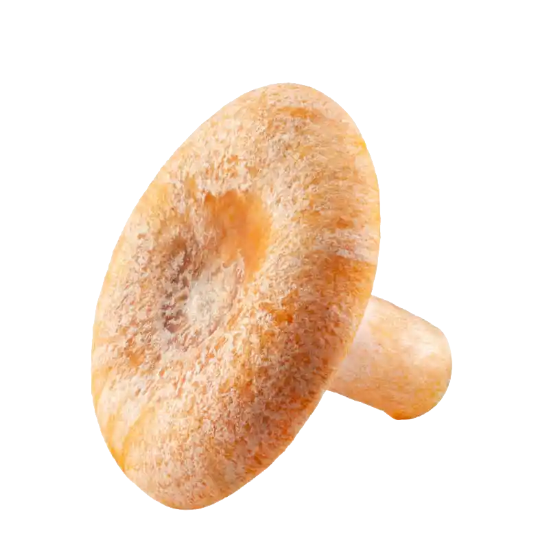 Saffron Milk Cap