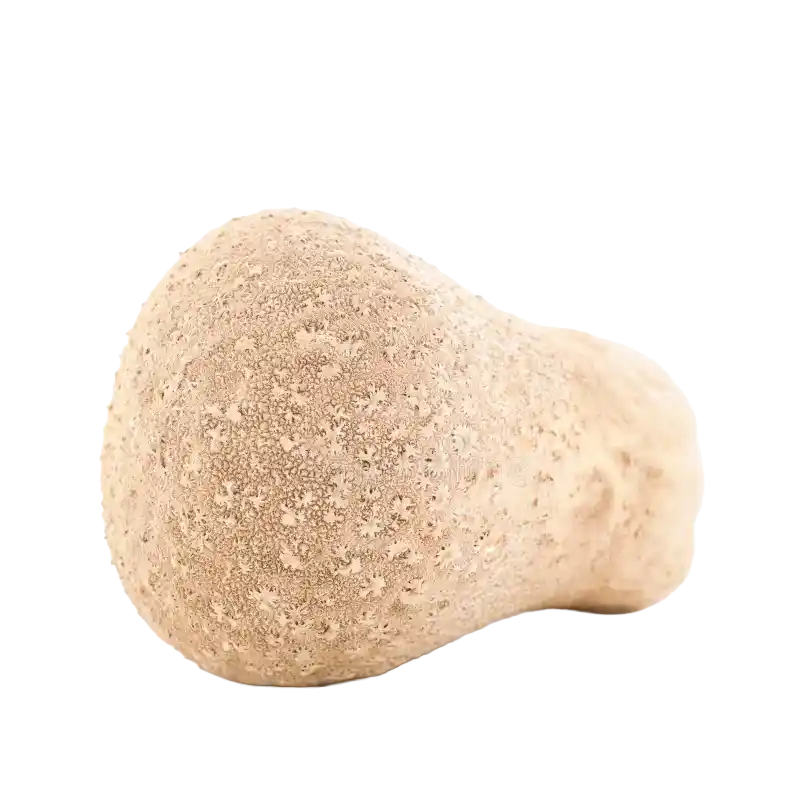Common Puffball