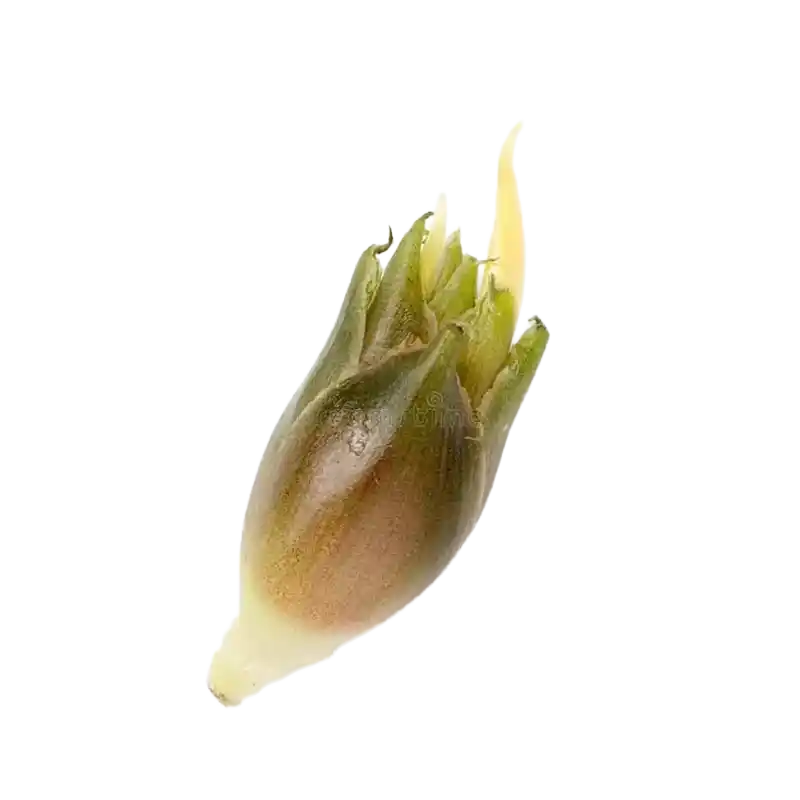 Myoga Ginger (Japanese Ginger)