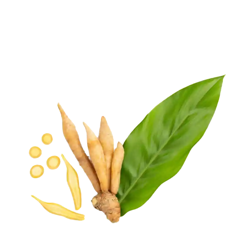 Indian Crocus (Round-Rooted Galangal)