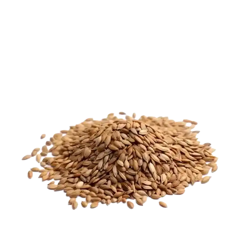 Ajmod (Wild Celery Seed)