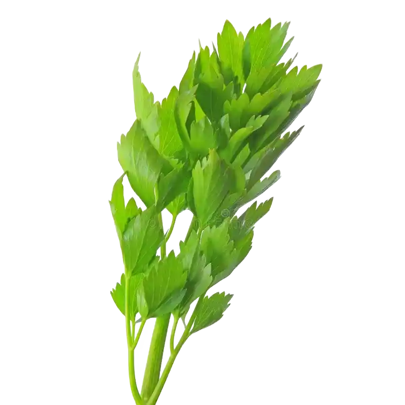 Lovage