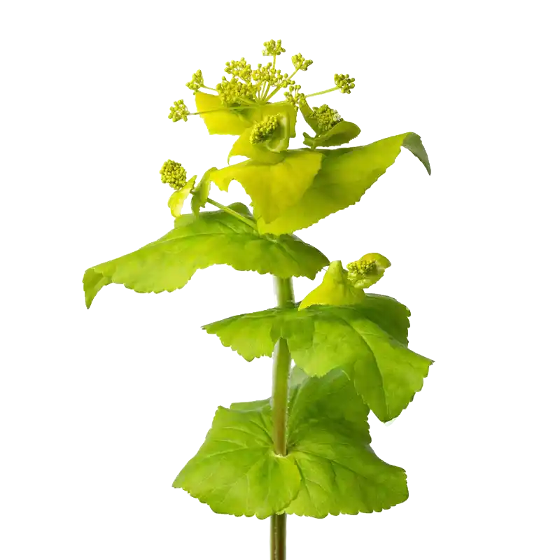 Alexanders