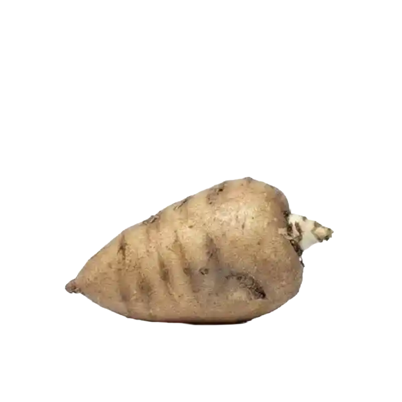 Tuberous-Rooted Chervil