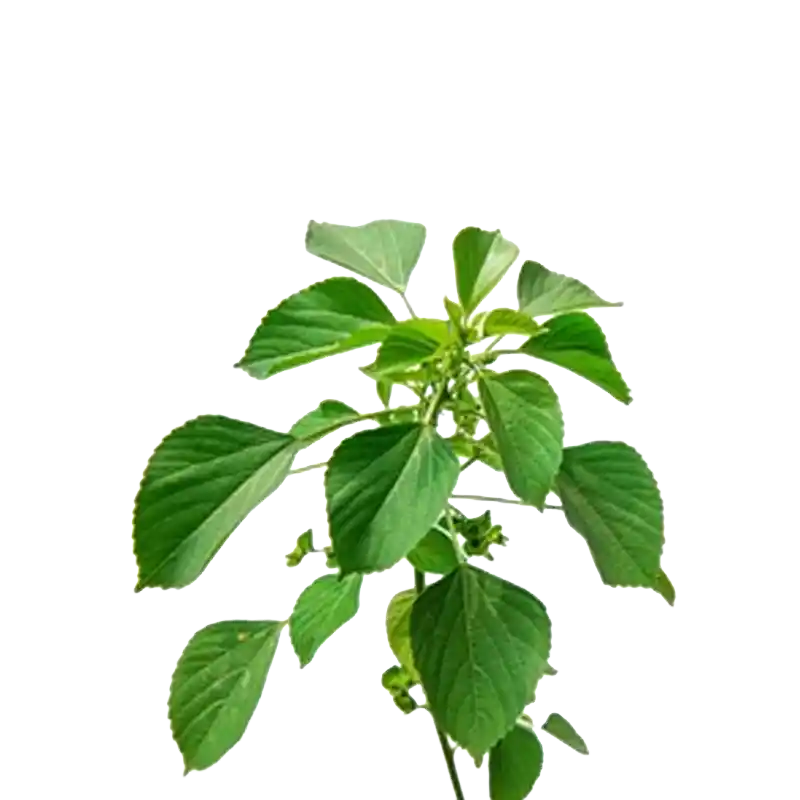 Indian Acalypha (Kuppaimeni)