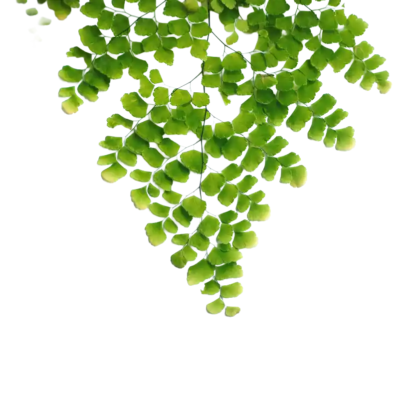 Walking Maidenhair Fern