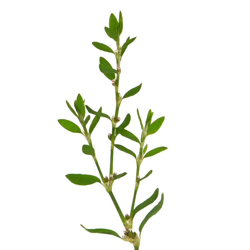 Mountain Knotgrass (Polpala)