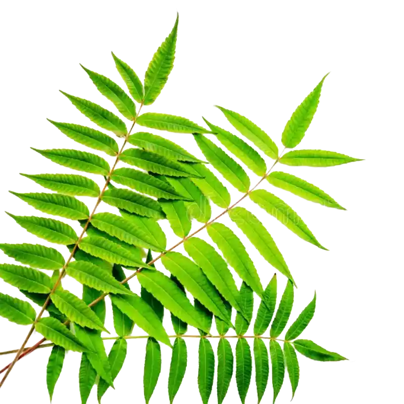 Indian Tree of Heaven (Aralu)