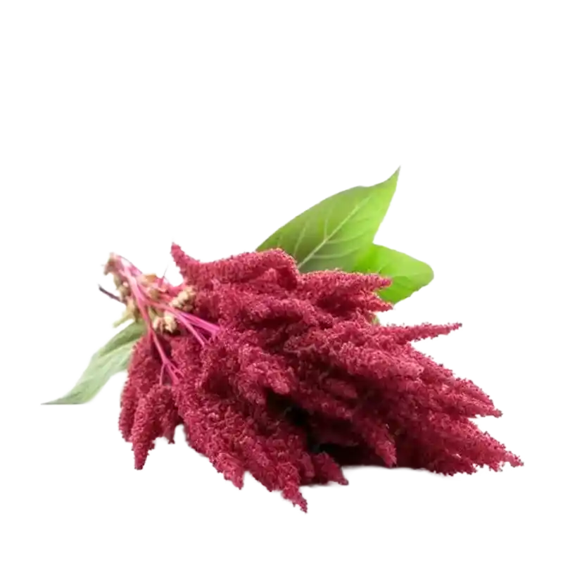 Spiny Amaranth