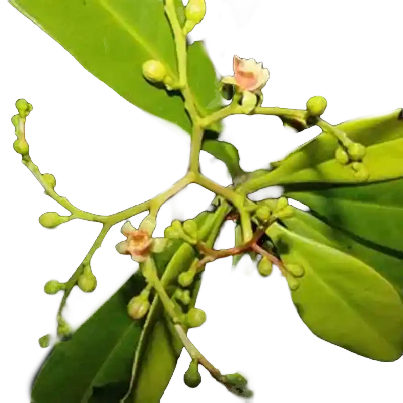 Ancistrocladus (Heyne's Vine)