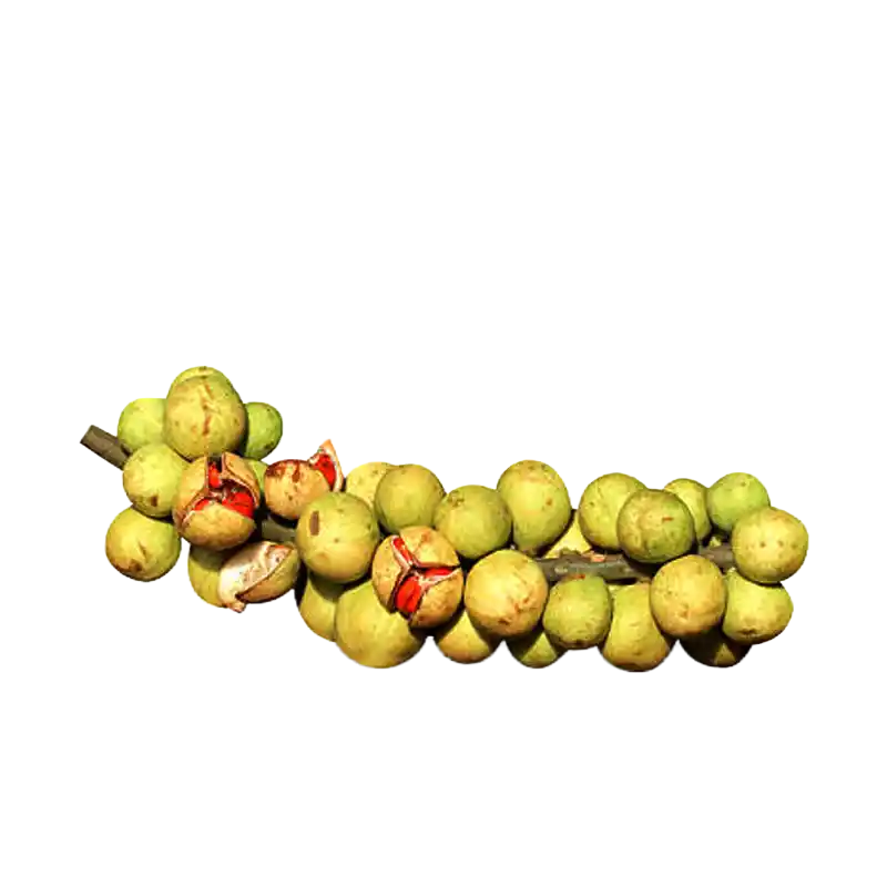 Rohituka (Pithraj Tree)