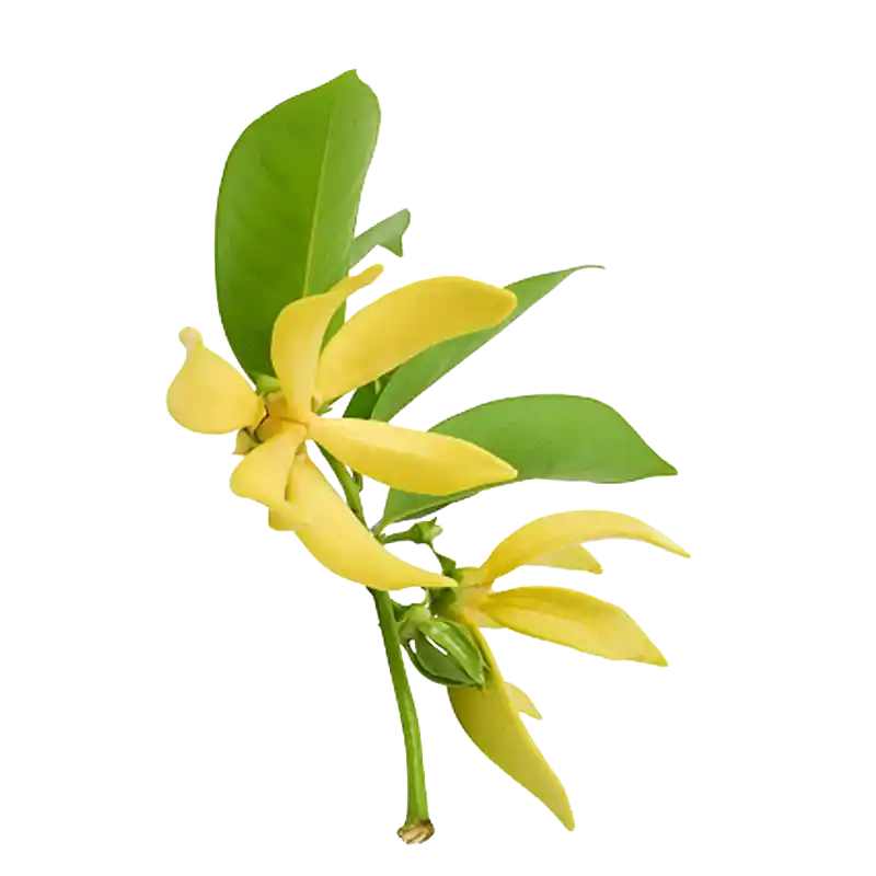 Climbing Ylang-Ylang (Yingzhao)
